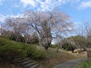 フラワーセンター(4-6)